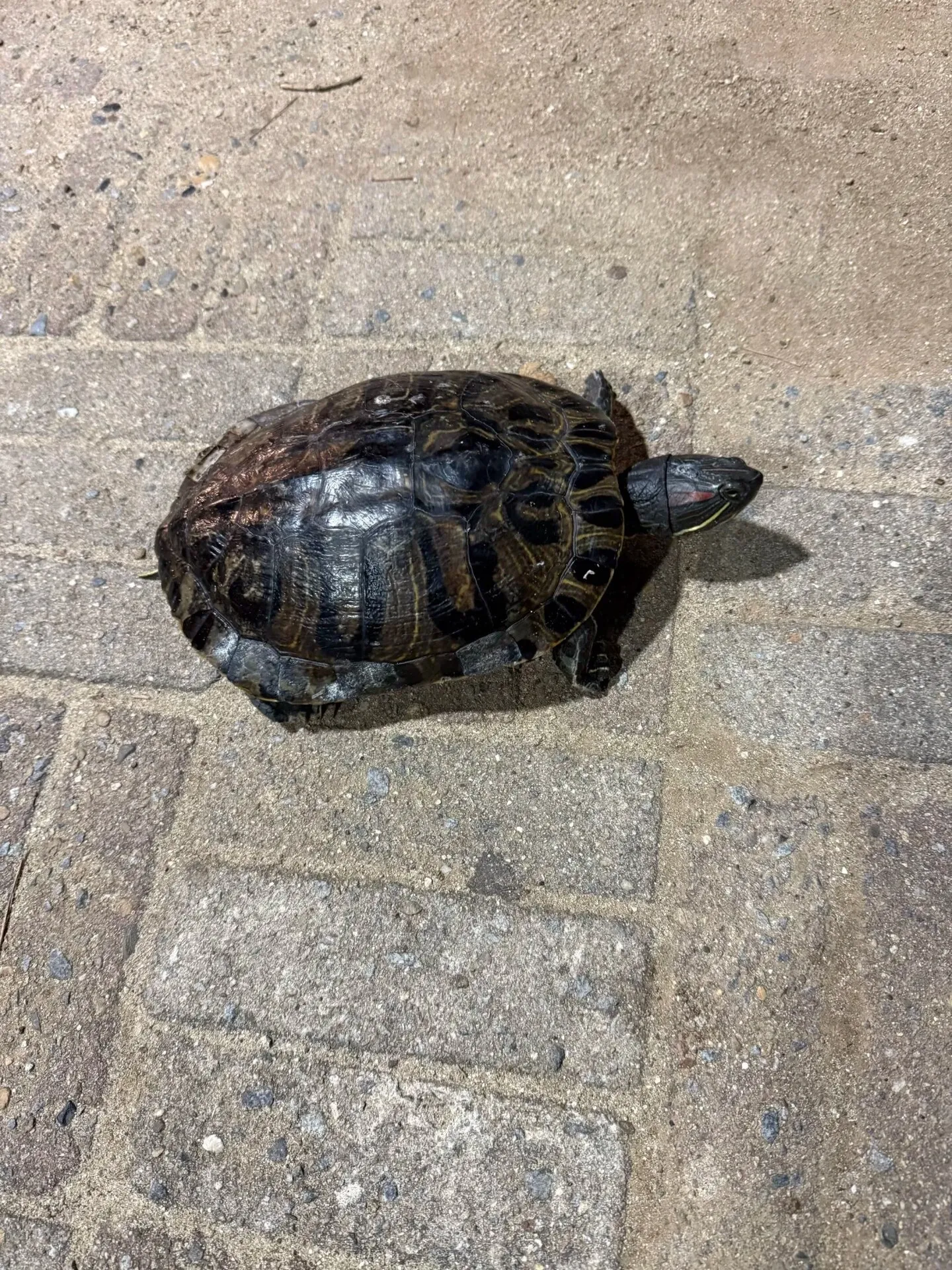 Turtle